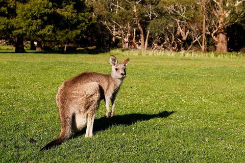 Full-Day Private Tour To Grampians From Melbourne - Book Restaurant 5