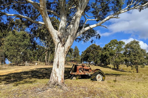 Blue Mountains Private Tour - Wild Kangaroos, Waterfalls And The Three Sisters - Book Restaurant 1