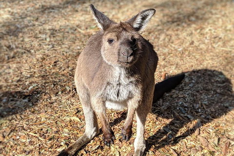 Blue Mountains Private Tour - Wild Kangaroos, Waterfalls And The Three Sisters - Book Restaurant 2