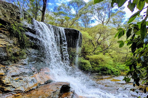 Blue Mountains Private Tour - Wild Kangaroos, Waterfalls And The Three Sisters - Book Restaurant 5