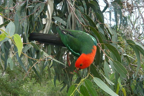 3-Day Great Ocean Road And Grampians Tour From Melbourne - Book Restaurant 5