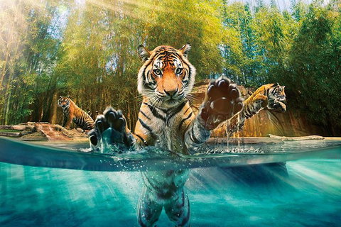 Croc Express To Australia Zoo From Brisbane - Book Restaurant 0