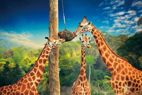 Croc Express To Australia Zoo From Brisbane - Book Restaurant 3