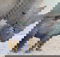 Croc Express to Australia Zoo from Gold Coast - Book Restaurant