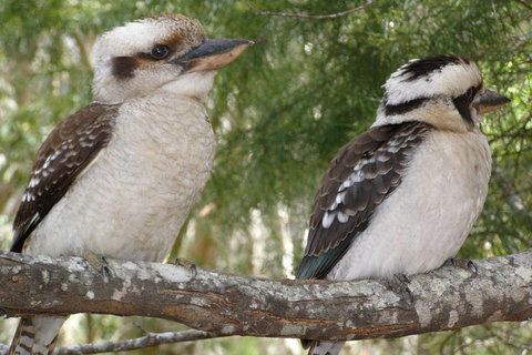 Stradbroke Island 4WD Day Trip From Brisbane - Book Restaurant 3