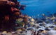 Lagoon Explorer - Ningaloo Reef Full-Day Kayaking And Snorkeling Adventure - thumb 2