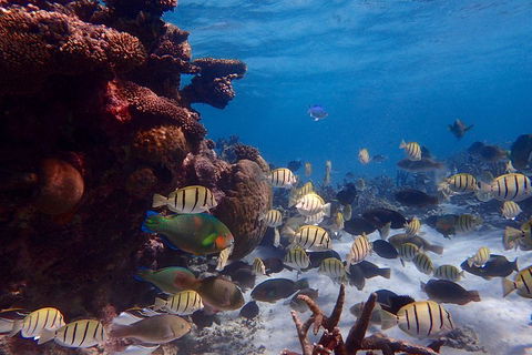Lagoon Explorer - Ningaloo Reef Full-Day Kayaking And Snorkeling Adventure - Book Restaurant 2
