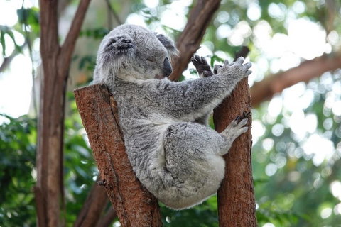 Small-Group Blue Mountains Tour With A Local Guide - Book Restaurant 2