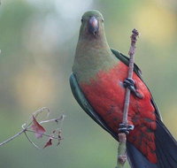 Inside the Greater Blue Mountains World Heritage - A Wildlife Safari Overnight - Book Restaurant