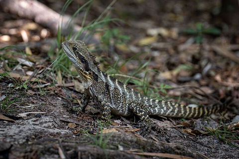 Cape Byron Aboriginal Tour - Book Restaurant 3