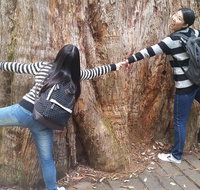Mt Field National Park Active Day-Trip Including Bonorong and Mt Wellington - Book Restaurant