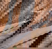 Chillagoe Caves and Outback Day Trip from Cairns - Book Restaurant