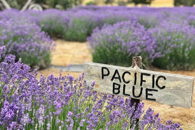 Kangaroo Island Food and Wine Trail Tour