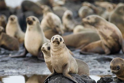 Puffing Billy, Wildlife Sanctuary & Penguins Day Tour From Melbourne - Book Restaurant 0