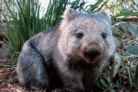 Puffing Billy, Wildlife Sanctuary & Penguins Day Tour From Melbourne - Book Restaurant 2