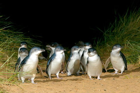 Puffing Billy, Wildlife Sanctuary & Penguins Day Tour From Melbourne - Book Restaurant 4