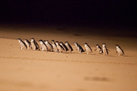 Great Ocean Road & Phillip Island Overnight Tour - Book Restaurant 2