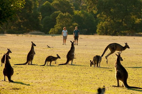 Grampians National Park Small-Group Eco Tour From Melbourne - Book Restaurant 4