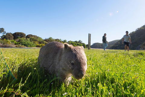 Wilson's Promontory Small Group Eco Tour From Melbourne - Book Restaurant 2