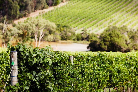 Yarra Valley Premium Tour Inc Lunch And Cheese, Chocolate Fondue At Rochford - Book Restaurant 5