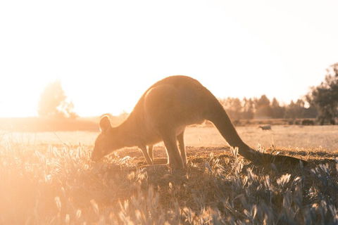 Private Phillip Island & Penguin Parade Hiking Tour From Melbourne - Book Restaurant 2