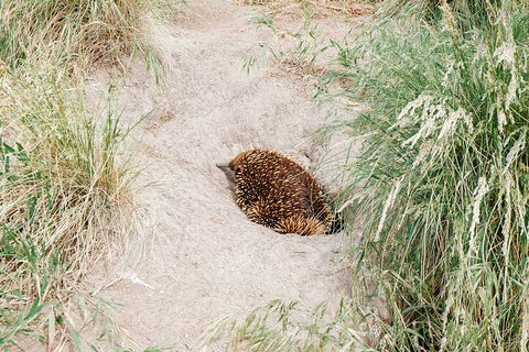 Private Phillip Island & Penguin Parade Hiking Tour From Melbourne - Book Restaurant 3