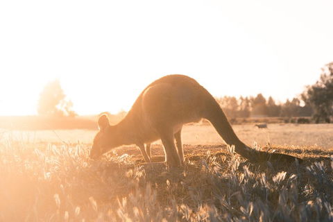 Small Group - Phillip Island Hike & Penguin Parade Day Tour From Melbourne - Book Restaurant 2