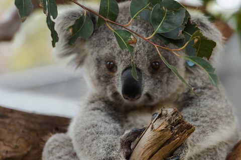 Small Group - Phillip Island Hike & Penguin Parade Day Tour From Melbourne - Book Restaurant 4