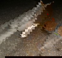 Private Tour to Paronella Park Historic Village Herberton and wild life Wallaby - Book Restaurant