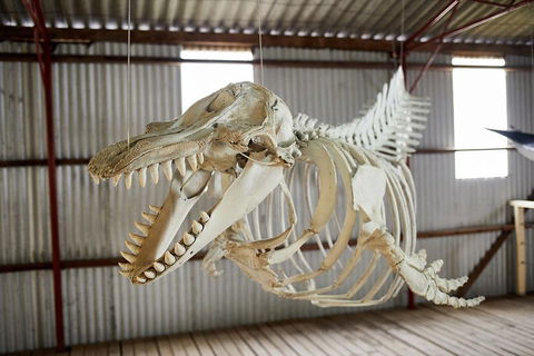 Albany's Whale Story - Book Restaurant 3