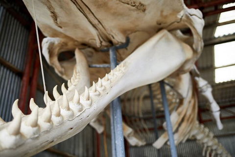 Albany's Whale Story - Book Restaurant 5