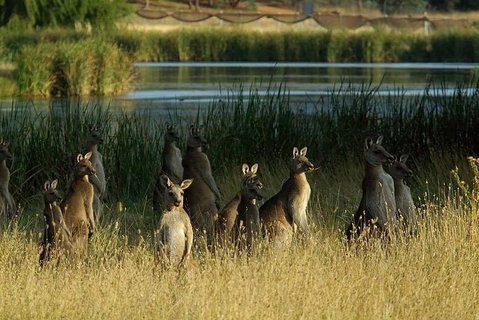 Canberra - The National Capital | Full Day Private Tour | Departs From Sydney - Book Restaurant 3