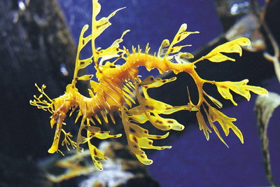 SEA LIFE Melbourne Aquarium Admission Ticket