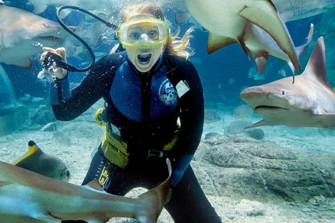 Shark Dive Experience At SEA LIFE Melbourne Aquarium - Book Restaurant 0