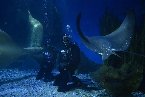 Shark Dive Experience At SEA LIFE Melbourne Aquarium - Book Restaurant 1