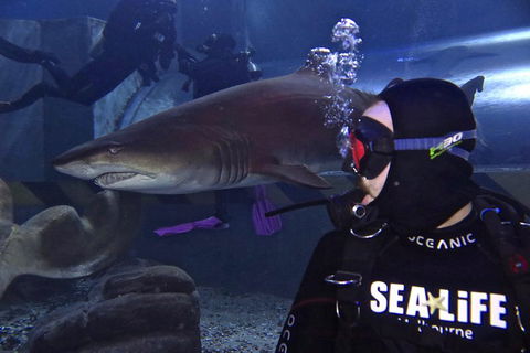 Shark Dive Experience At SEA LIFE Melbourne Aquarium - Book Restaurant 2