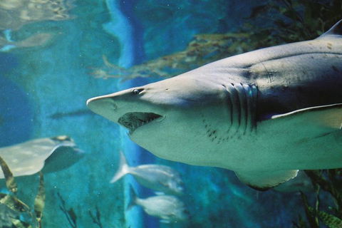 Shark Dive Experience At SEA LIFE Melbourne Aquarium - Book Restaurant 4