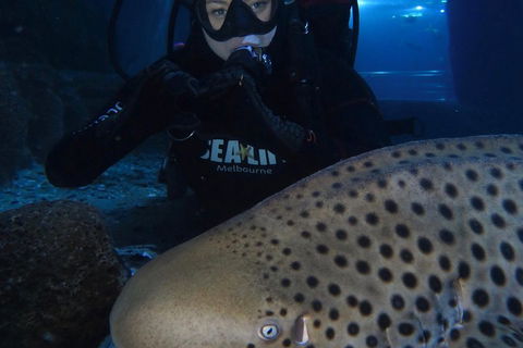 Shark Dive Experience At SEA LIFE Melbourne Aquarium - Book Restaurant 5