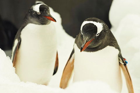 Penguin Passport At SEA LIFE Melbourne Aquarium - Book Restaurant 2