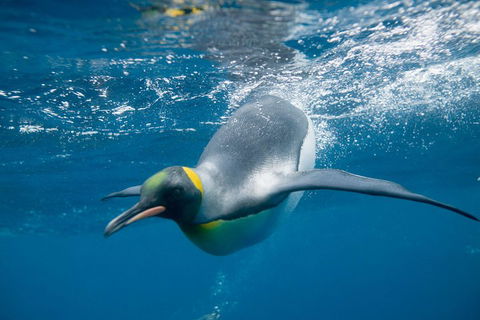 Penguin Passport At SEA LIFE Melbourne Aquarium - Book Restaurant 3