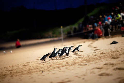 2-Day Great Ocean Road, Mornington Peninsula And Phillip Island Tour - Book Restaurant 1