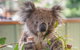 2-Day Great Ocean Road, Mornington Peninsula And Phillip Island Tour - thumb 2