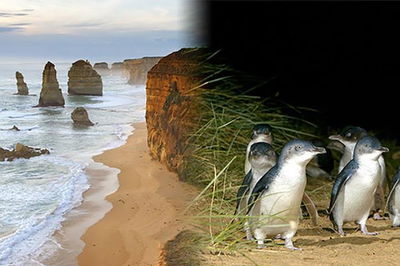 Melbourne Super Saver Great Ocean Road  Phillip Island  Attraction Pass