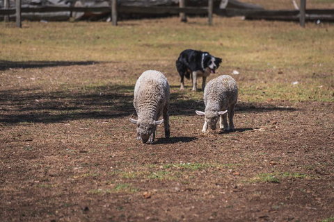 Small-Group Phillip Island Penguin Parade Day Tour From Melbourne - Book Restaurant 2