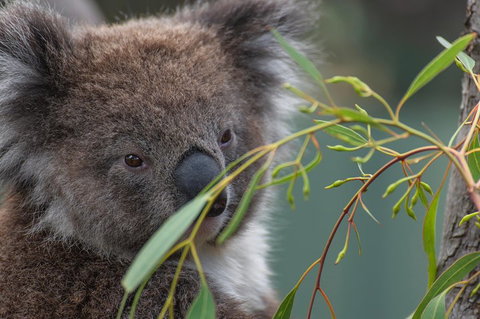 Small-Group Phillip Island Penguin Parade Day Tour From Melbourne - Book Restaurant 4