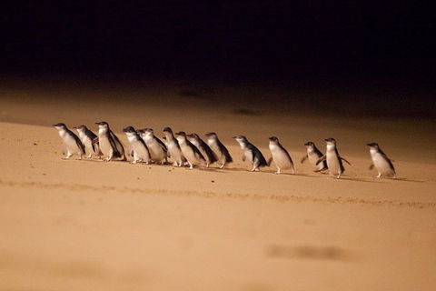 Melbourne Combo: Great Ocean Road + Phillip Island Express + Attraction Pass - Book Restaurant 0