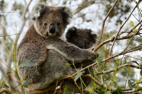 Melbourne Combo: Great Ocean Road + Phillip Island Express + Attraction Pass - Book Restaurant 2