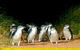 3 Day Great Ocean Road, Phillip Island & Wilsons Promontory Ultimate Tour - thumb 1