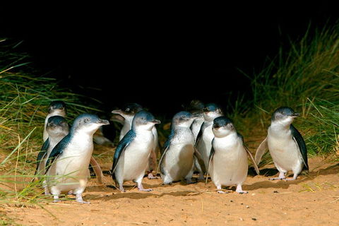3 Day Great Ocean Road, Phillip Island & Wilsons Promontory Ultimate Tour - Book Restaurant 1