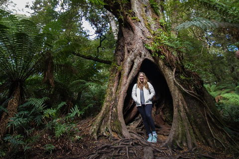 3 Day Great Ocean Road, Phillip Island & Wilsons Promontory Ultimate Tour - Book Restaurant 2
